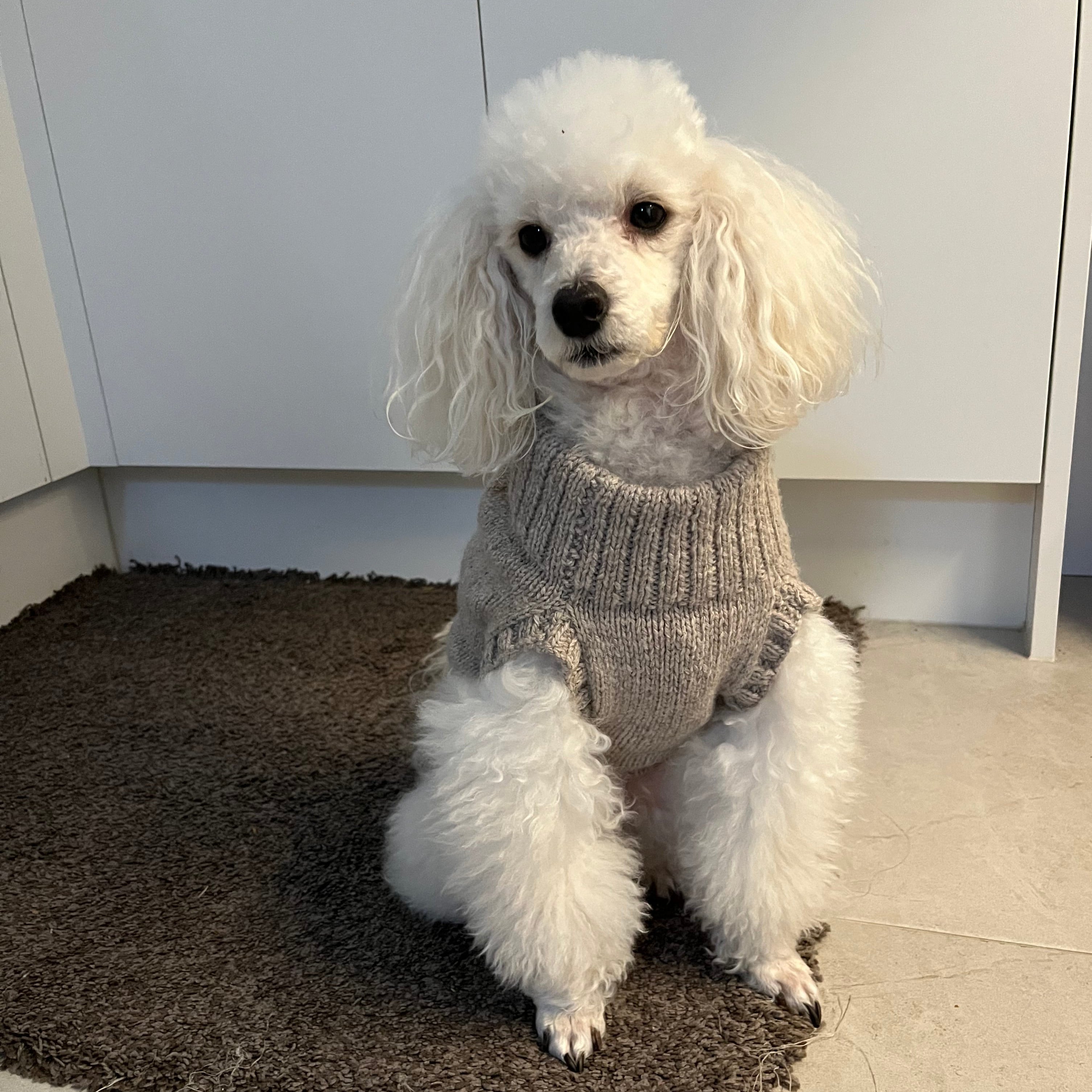 White dog in a knitted sweater on a brown textured mat.