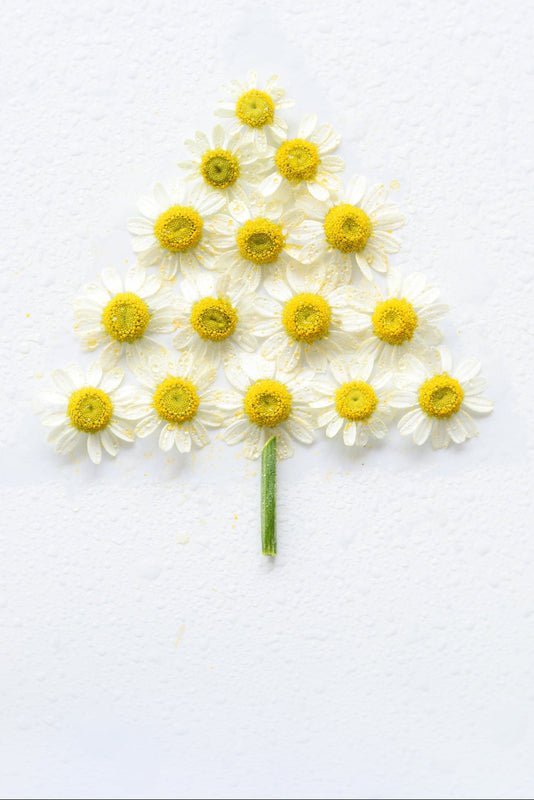 Flower-shaped Christmas tree made of white and yellow flowers on a white background