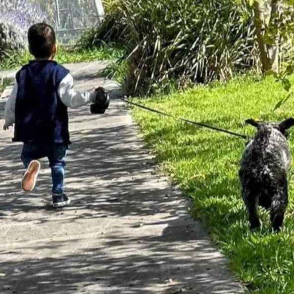 Little boy wearing merino vest with his dog