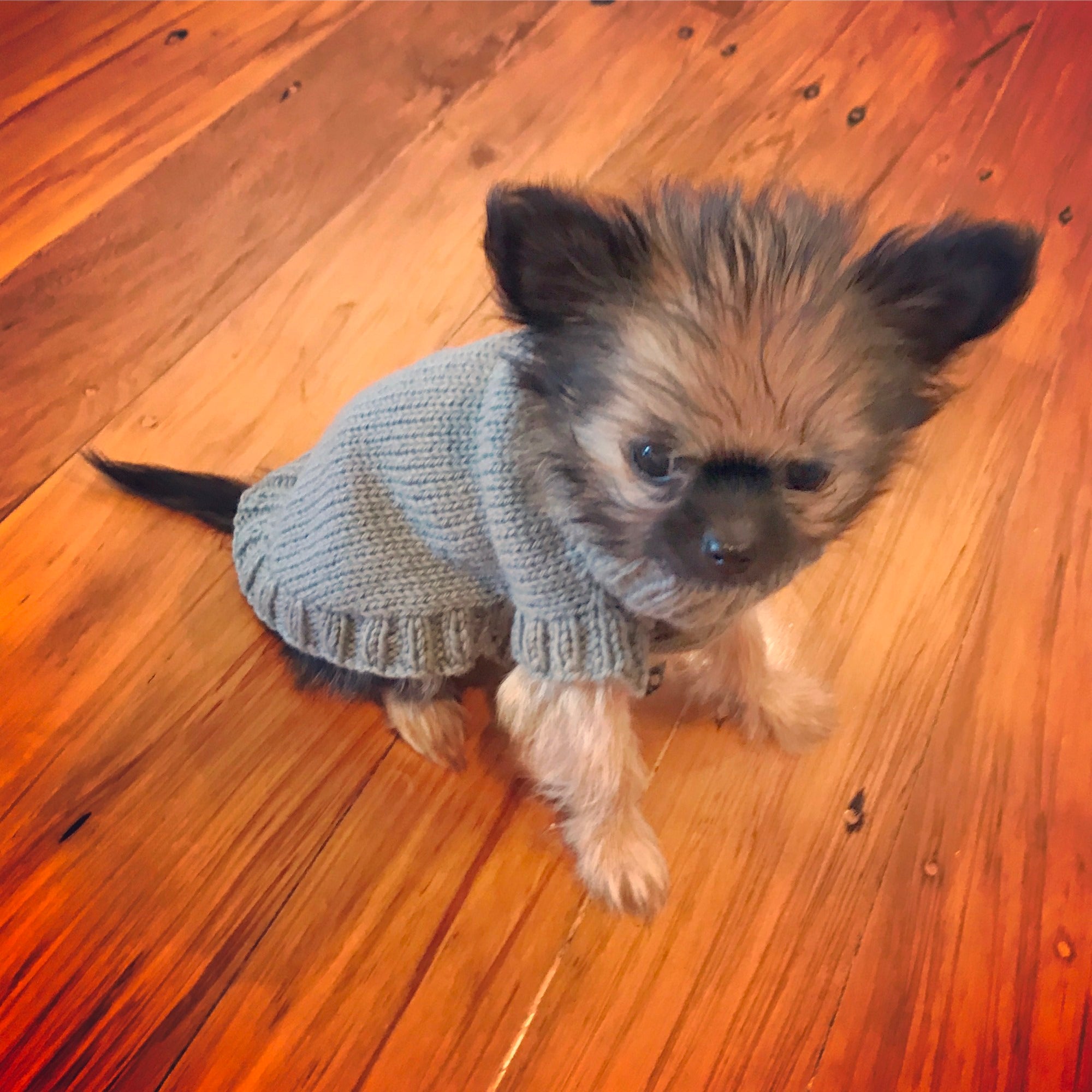 A small fluffy dog sitting on a wooden floor wearing a light gray knitted sweater.