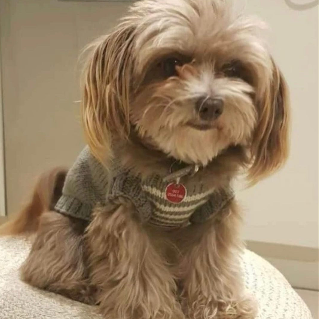 A small fluffy dog wearing a gray knit sweater with a red heart-shaped tag, sitting indoors on a textured cushion.