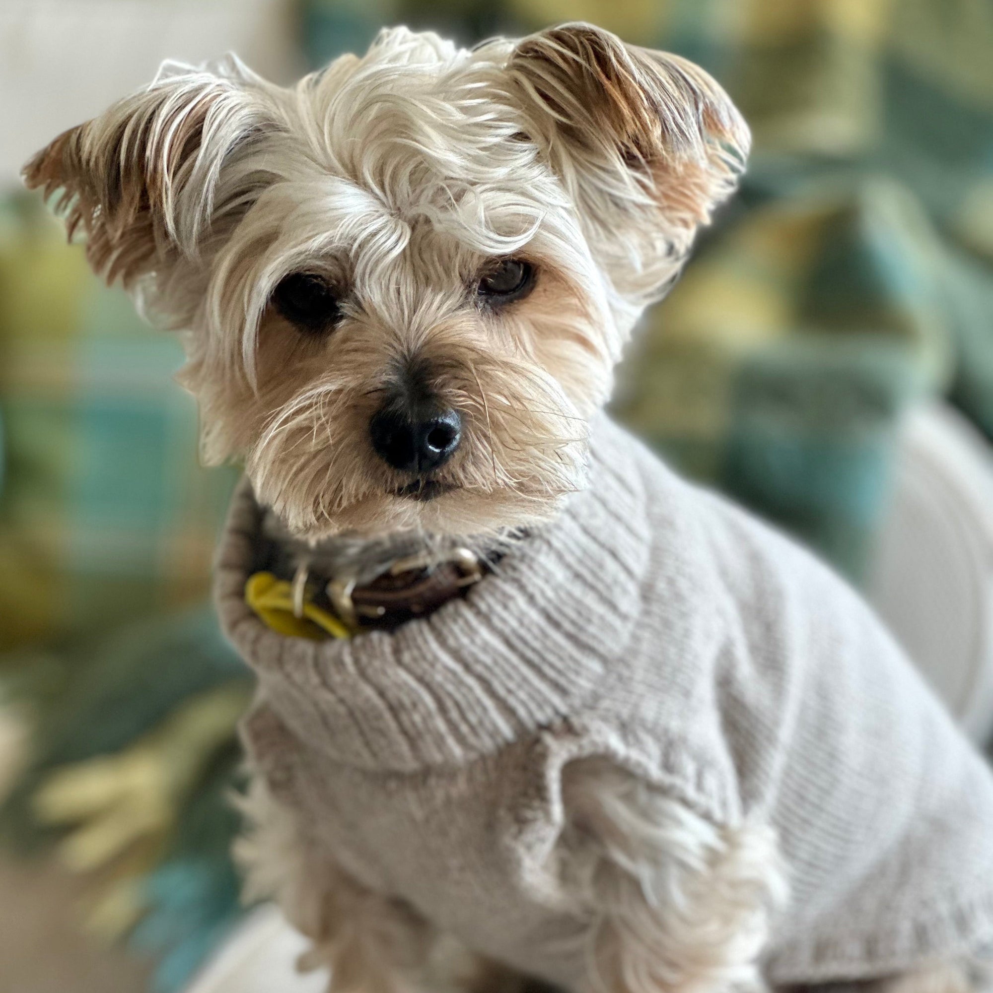 Little Dog wearing oatmeal merino dog jumpers