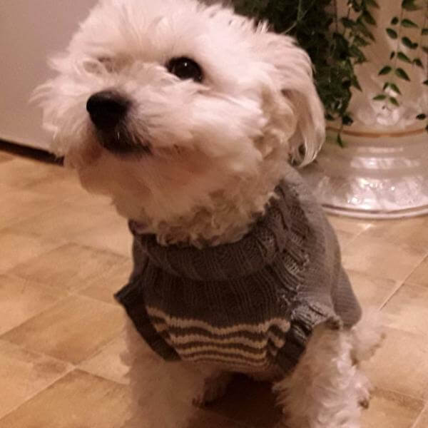Mushroom natural stripe dog sweaters