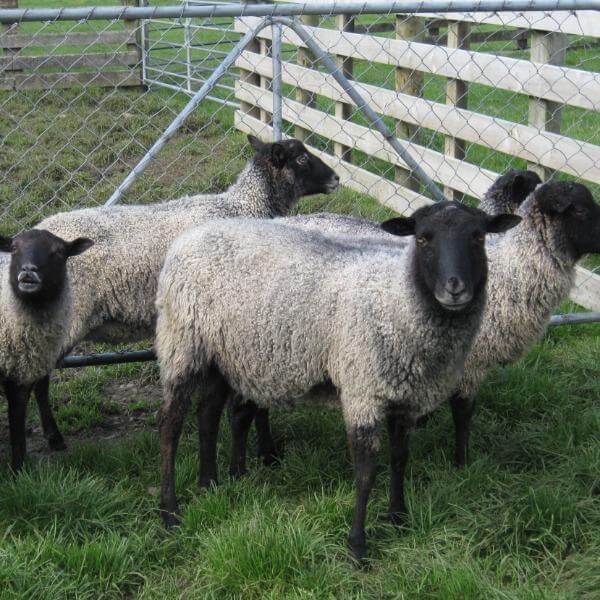 Stansborough grey sheep