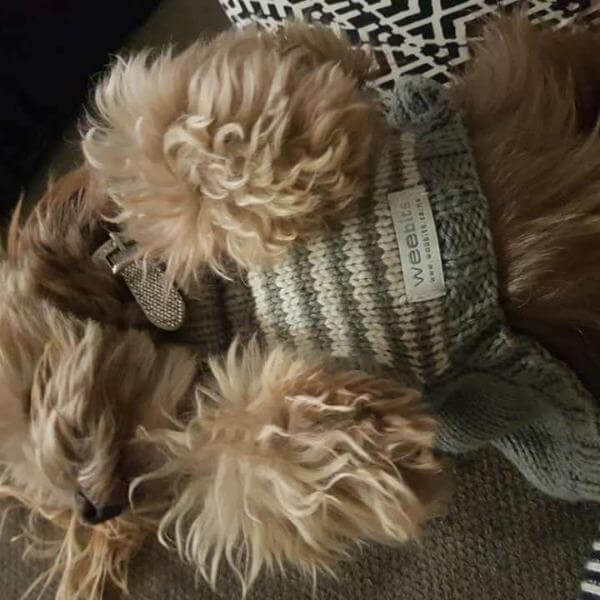 under-side view of knitted dog jumpers